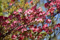 Cornus florida rubra