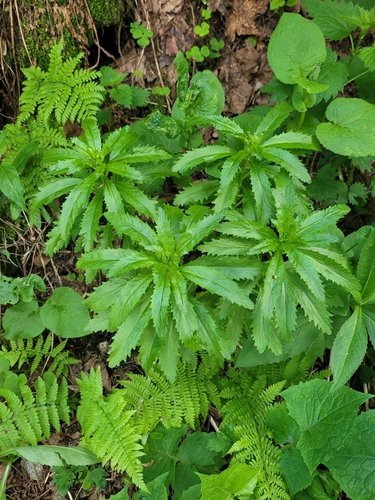 Hylotelephium vulgare, photograph 2