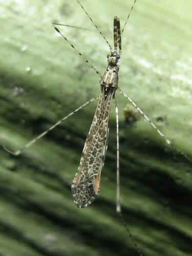 Empicoris rubromaculatus (Blackburn, 1888)