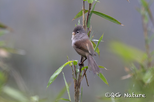 Grey-hooded Parrotbill (Suthora zappeyi), photo 3