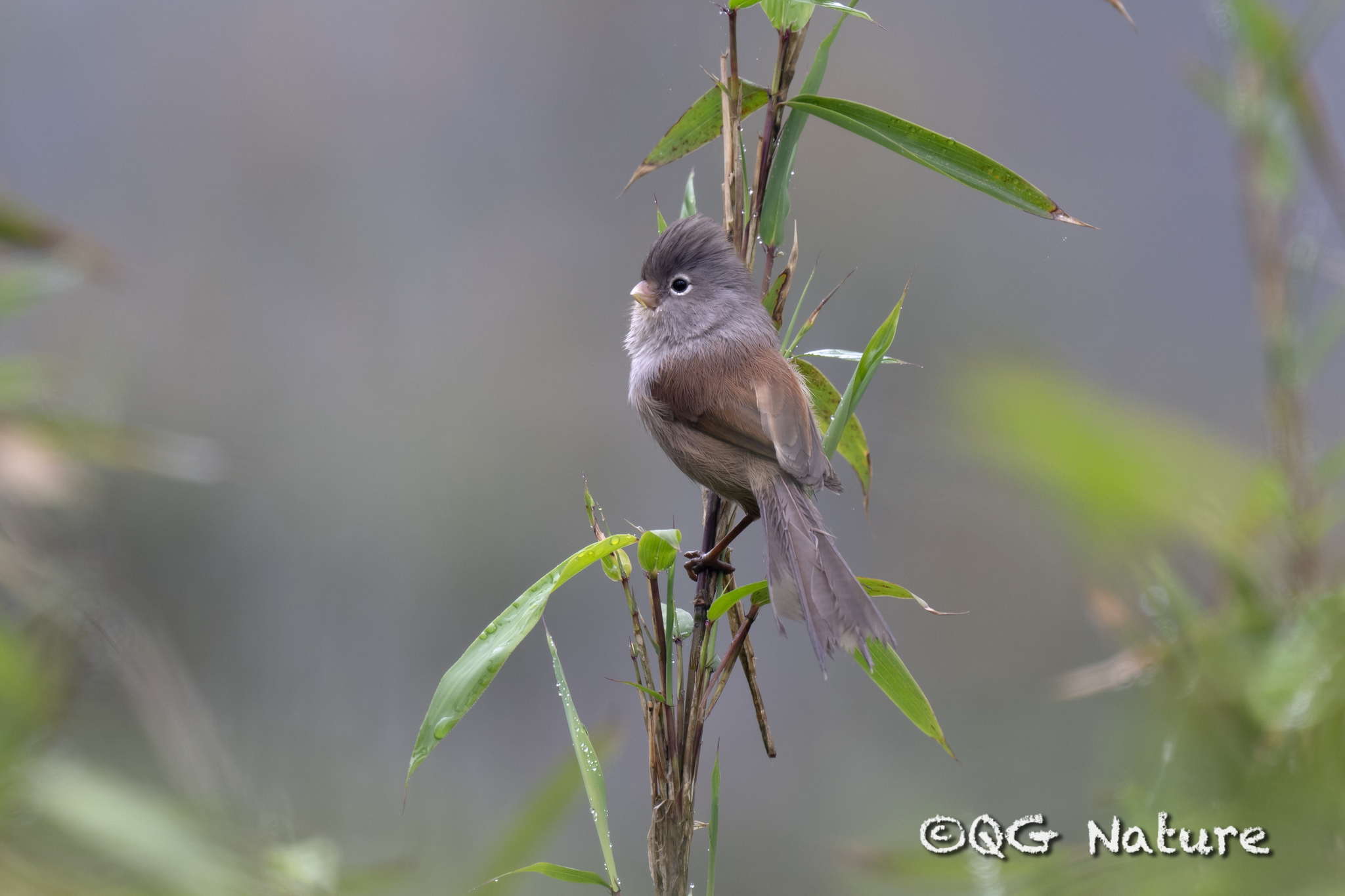 Grey-hooded Parrotbill