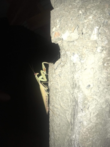 Rhombomantis tectiformis (Rhombomantis tectiformis)