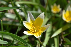 Tulipa urumiensis