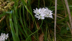 Allium subhirsutum
