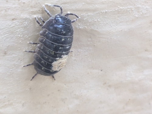 Common Pill Woodlouse