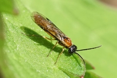 Thrinax dubitata