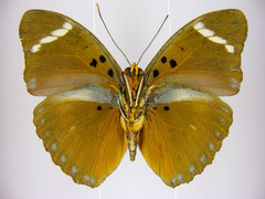 Euphaedra preussi preussi