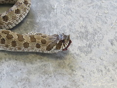 Heterodon nasicus