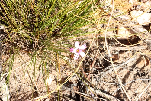Oxalis giftbergensis (Oxalis giftbergensis)