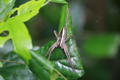 Dolomedes sulfureus