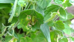 Peucetia formosensis