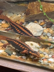 Tylototriton shanjing