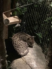 Prionailurus viverrinus