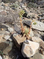 Dudleya albiflora