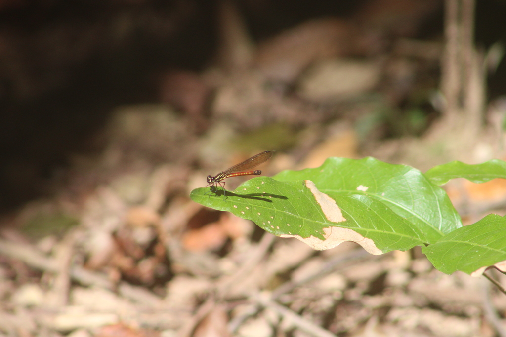 Rhinocypha pagenstecheri (Rhinocypha pagenstecheri)