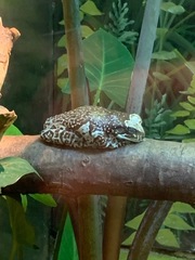 Trachycephalus resinifictrix