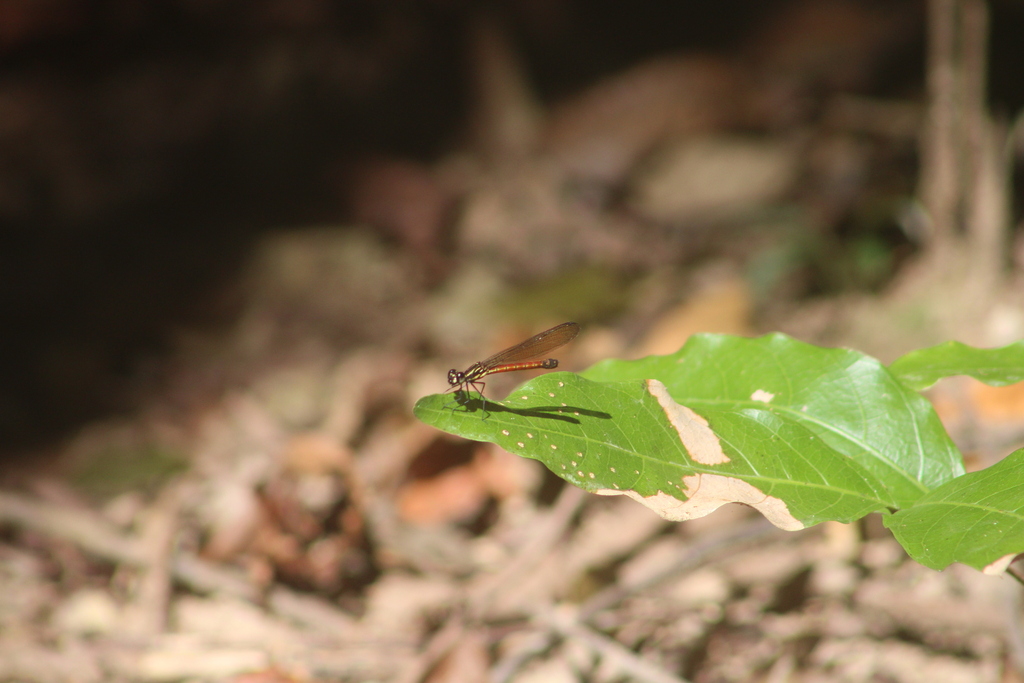 Rhinocypha pagenstecheri (Rhinocypha pagenstecheri)