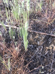 Plantago patagonica
