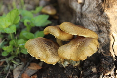 Gymnopilus lepidotus