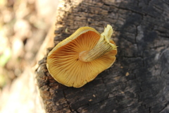 Gymnopilus lepidotus