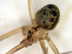 Psilochorus utahensis