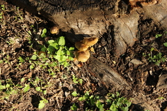 Gymnopilus lepidotus