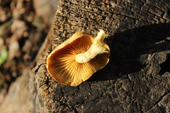 Gymnopilus lepidotus
