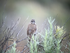 Artemisiospiza belli clementeae