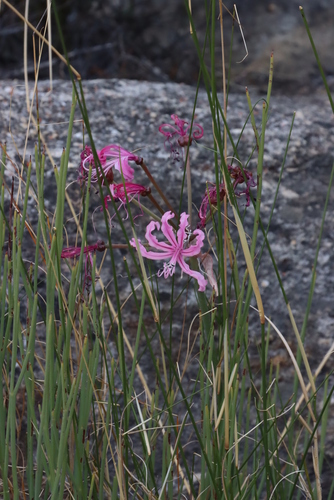 Image of Nerine humilis by (c) Tony Rebelo, some rights reserved (CC BY-SA)