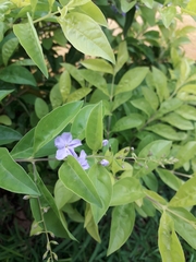 Duranta erecta