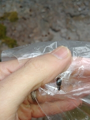 Nebria eschscholtzii