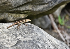 Sceloporus variabilis marmoratus