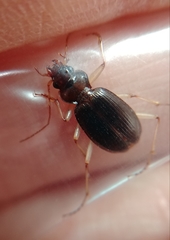 Nebria eschscholtzii