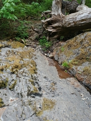 Nebria eschscholtzii