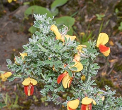 Cytisus scoparius andreanus