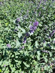 Nepeta × faassenii
