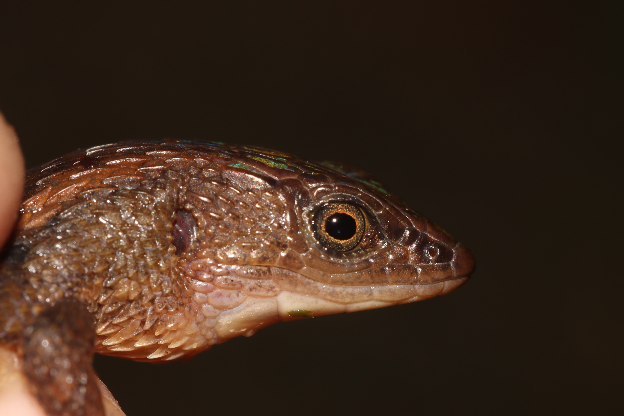 Alopoglossus angulatus (Linnaeus, 1758)