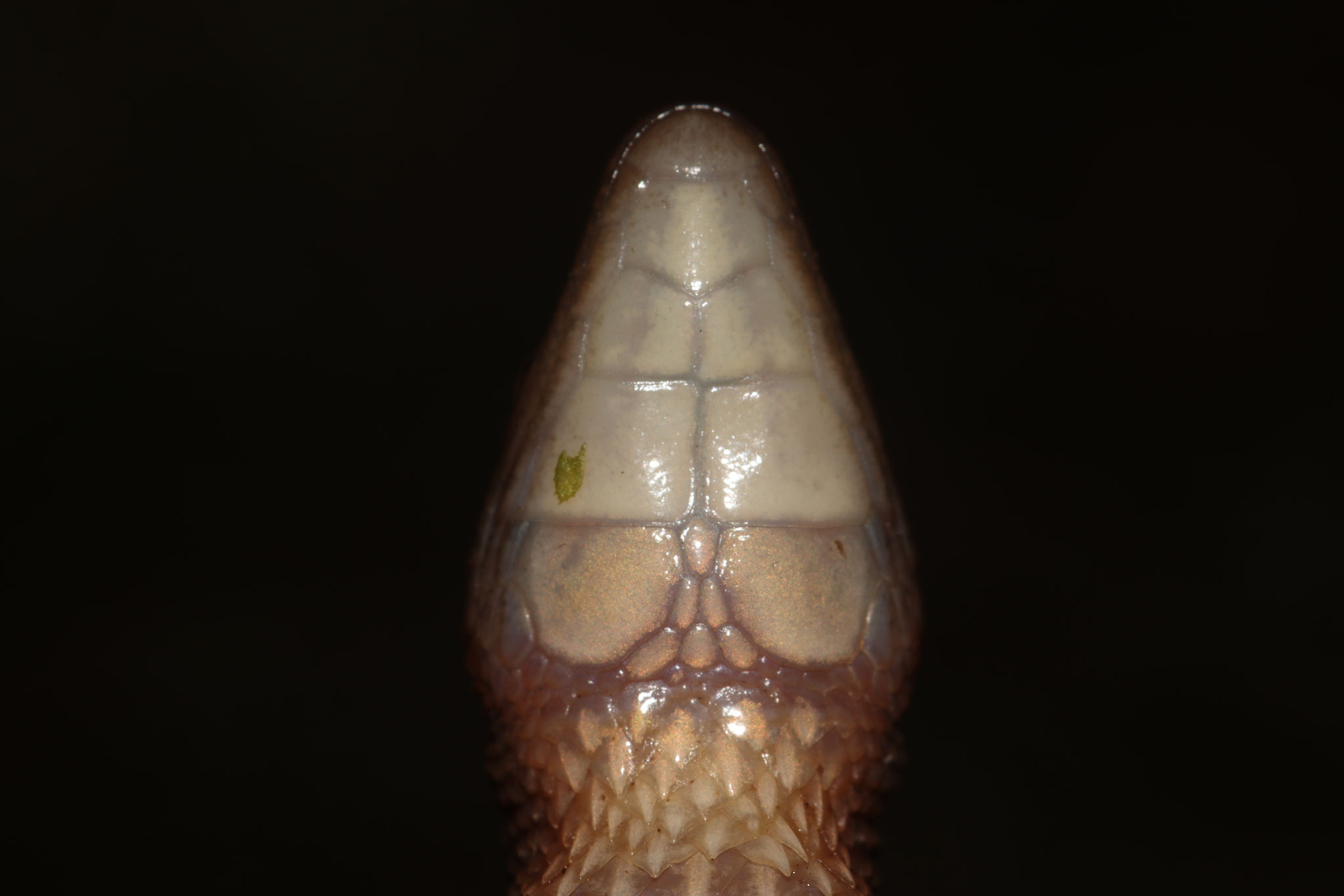 Alopoglossus angulatus (Linnaeus, 1758)