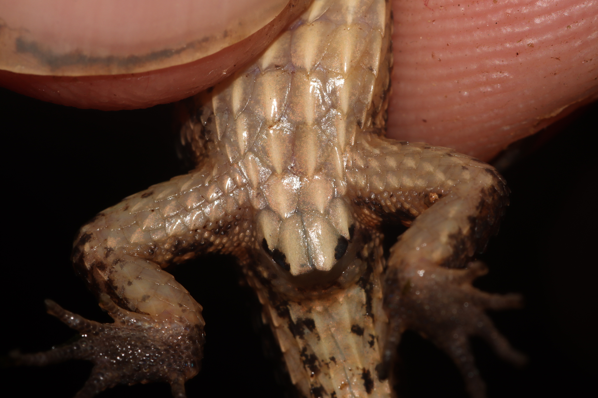 Alopoglossus angulatus (Linnaeus, 1758)
