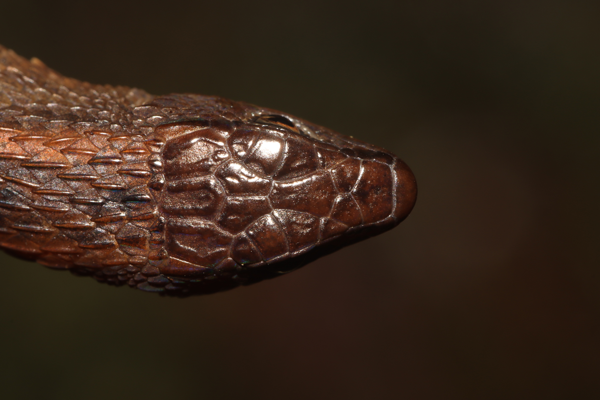 Alopoglossus angulatus (Linnaeus, 1758)