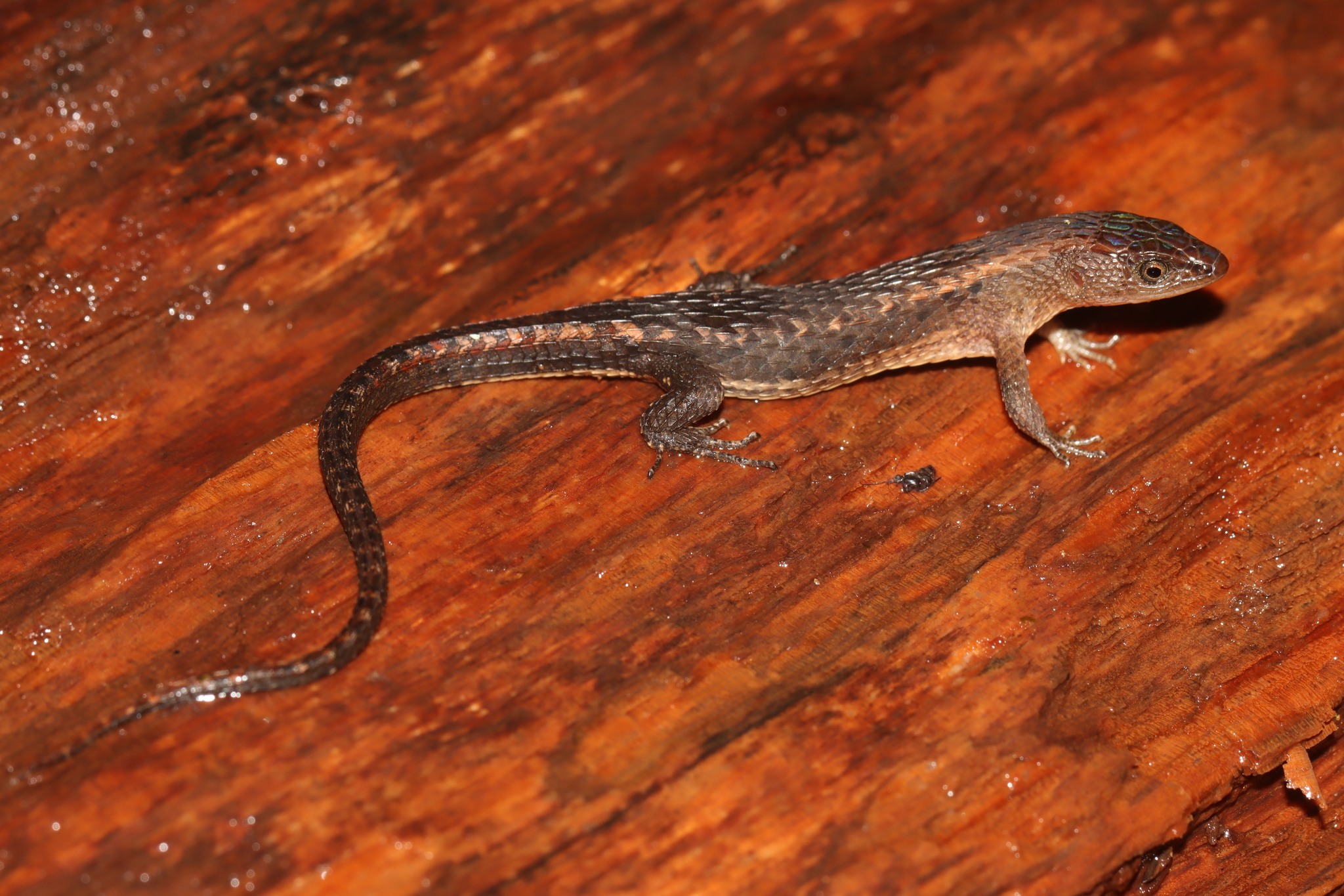 Alopoglossus angulatus (Linnaeus, 1758)