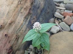 Eupatorium kiirunense