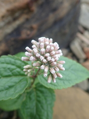 Eupatorium kiirunense