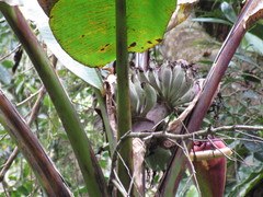 Musa itinerans chiumei