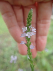 Verbena officinalis