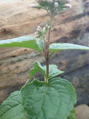 Eupatorium kiirunense