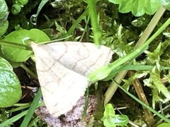 Zanclognatha pedipilalis