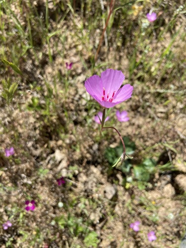 iNaturalist observation photo of slender clarkia