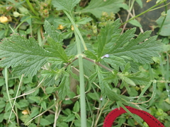 Verbena officinalis
