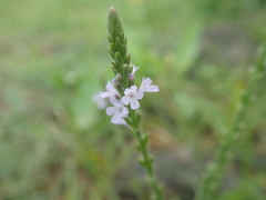 Verbena officinalis